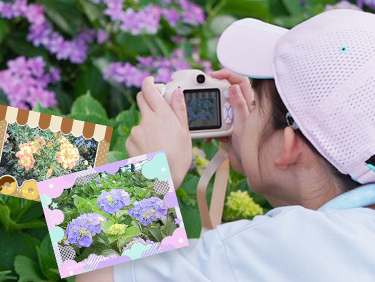 紫陽花を熱心に撮影する女の子と、実際に撮影した写真（フレーム付き）